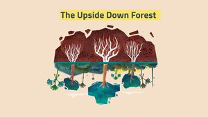 01 The upside down forest .jpg