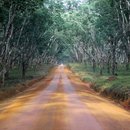 Liberia forest road