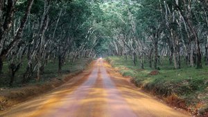 Liberia forest road