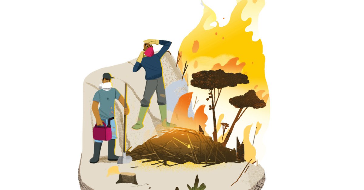 Beef isometric illustration forest fires