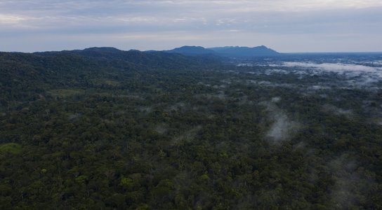Brazil Amazon Forest-Acre