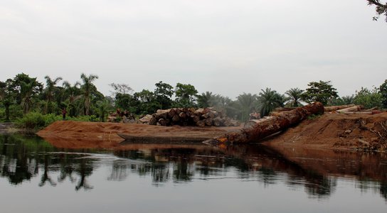 Systemic illegal logging in the DRC