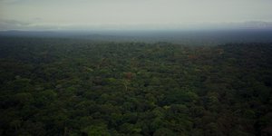 DRC rainforest