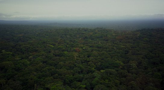 DRC rainforest
