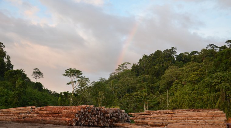Timber on Manus Island Papua New Guinea 2020