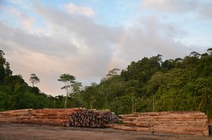 Logs waiting for export, Manus Island, PNG