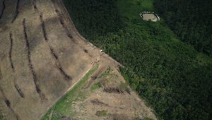 Deforestation in Para state, Amazon.jpg