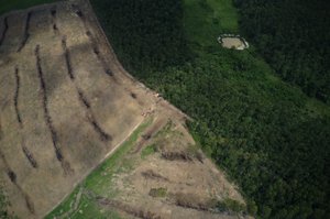 Deforestation in Para state, Amazon.jpg