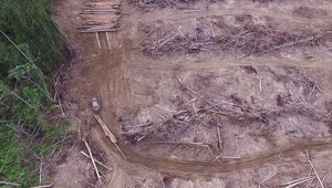 Drone-footage-deforestation-Papua-New-Guinea-global-witness.jpg