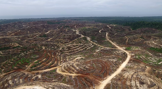 Drone image of rainforests cleared for oil palm, Pomio District, East New Britain Province, Papua New Guinea
