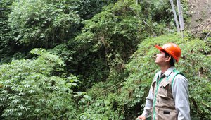 OSINFOR Peru Forest