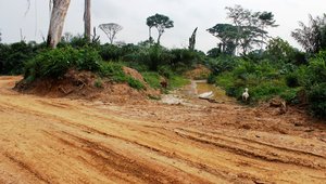 Illegal logging in the DRC