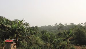 Liberia Forestry