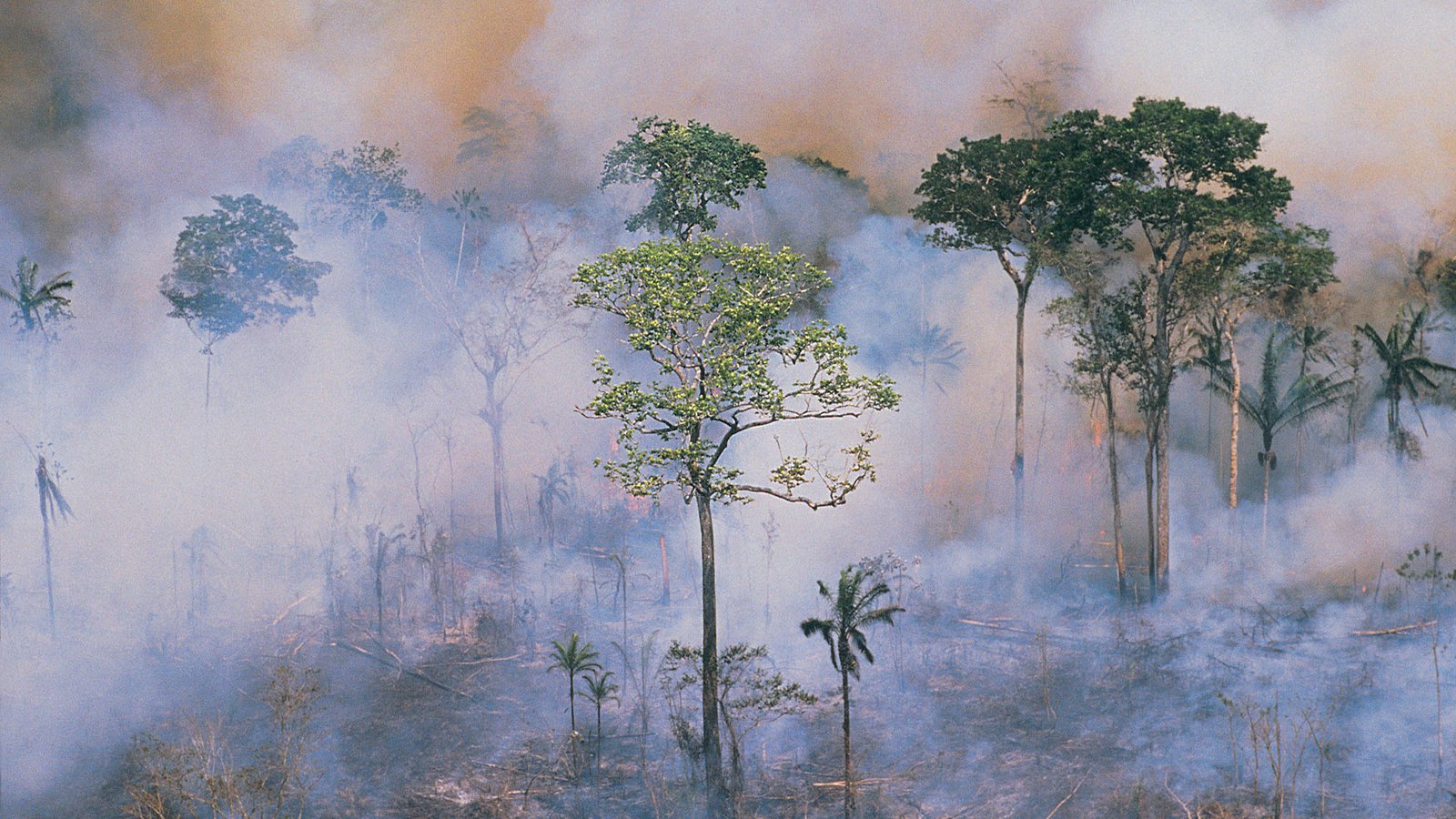 Amazon forest fires. Copyright: Getty images