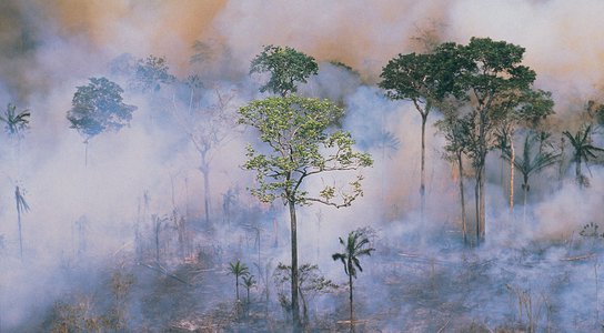 Amazon forest fires. Copyright: Getty images