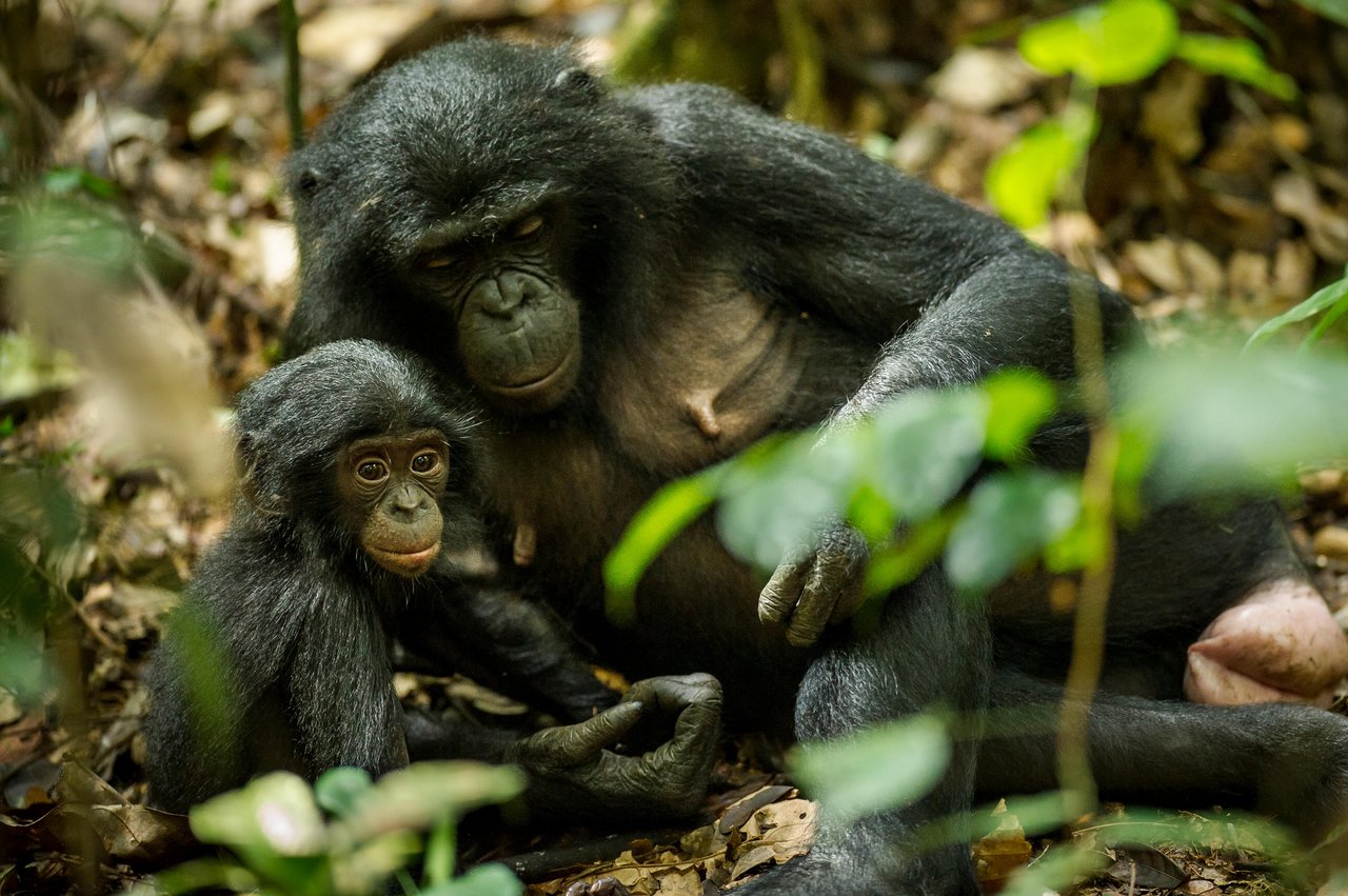 Bonobo with child