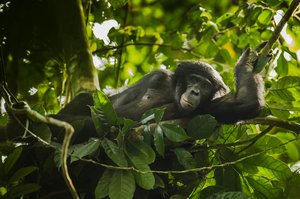 Bonobo in Salonga National Park - Alamy