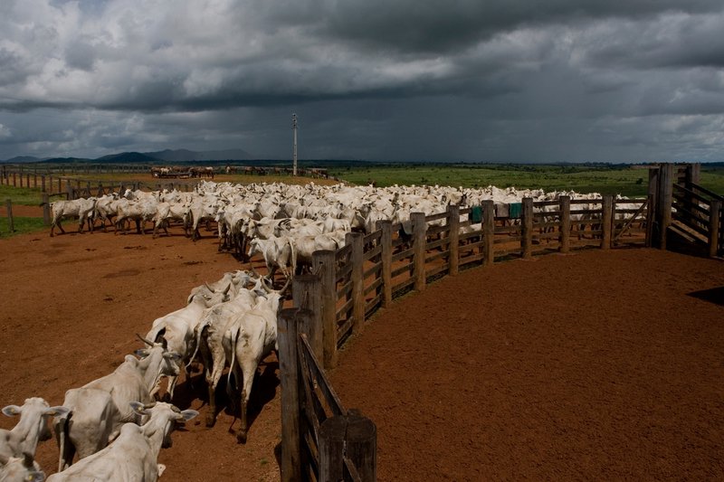 Vacas à Venda  Global Witness