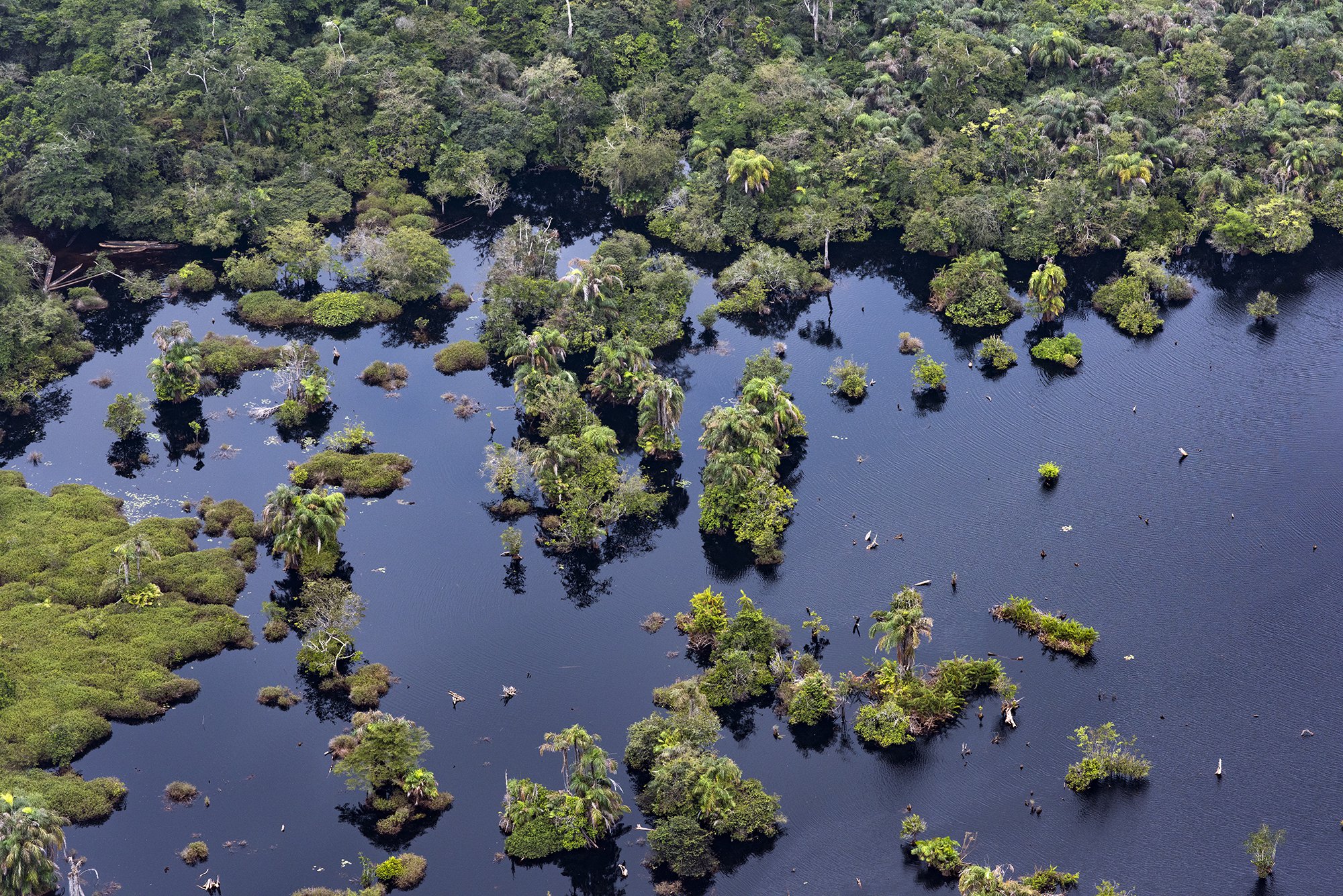 The Mokele-Mbembe: Searching For The Congo Dinosaur