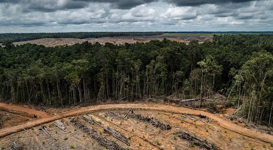 Forest clearance on an oil palm concession in Indonesia, 2018