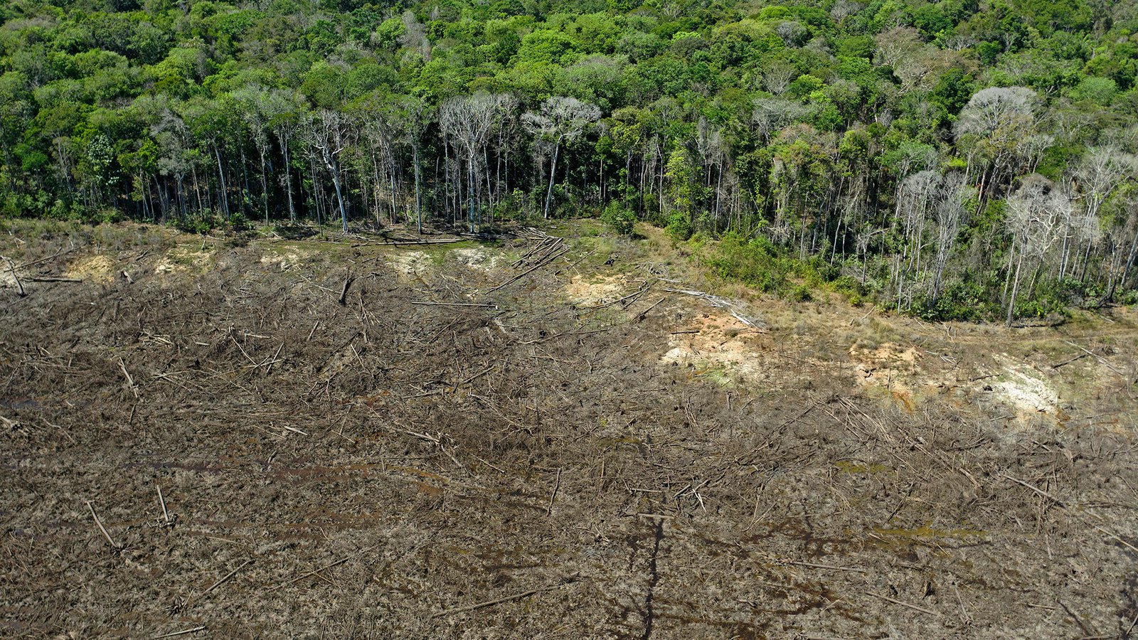 Brazil Environment Deforestation