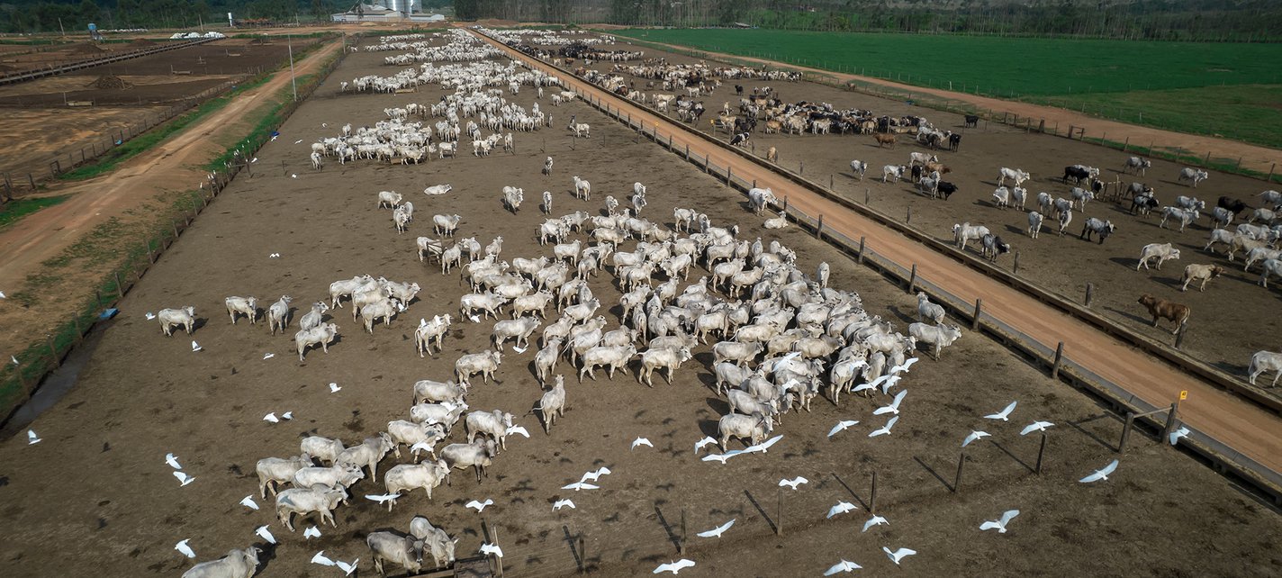 Cattle on a farm in Maraba, Para state, Brazil