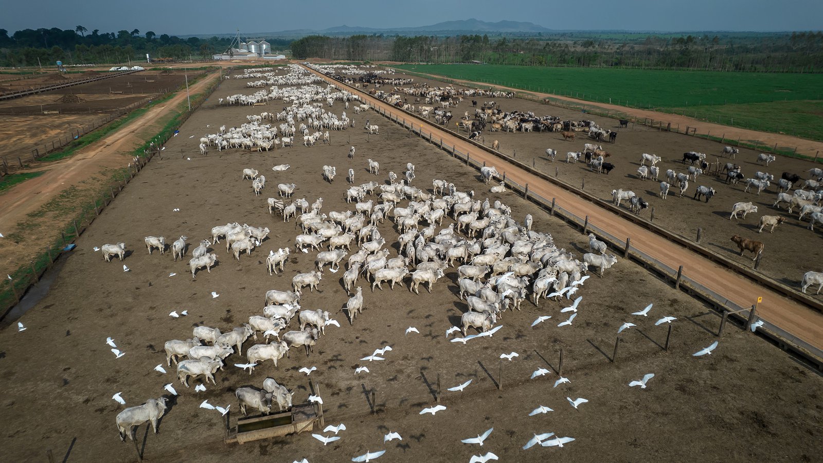 Cattle on a farm in Maraba, Para state, Brazil