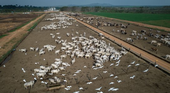 Cattle on a farm in Maraba, Para state, Brazil