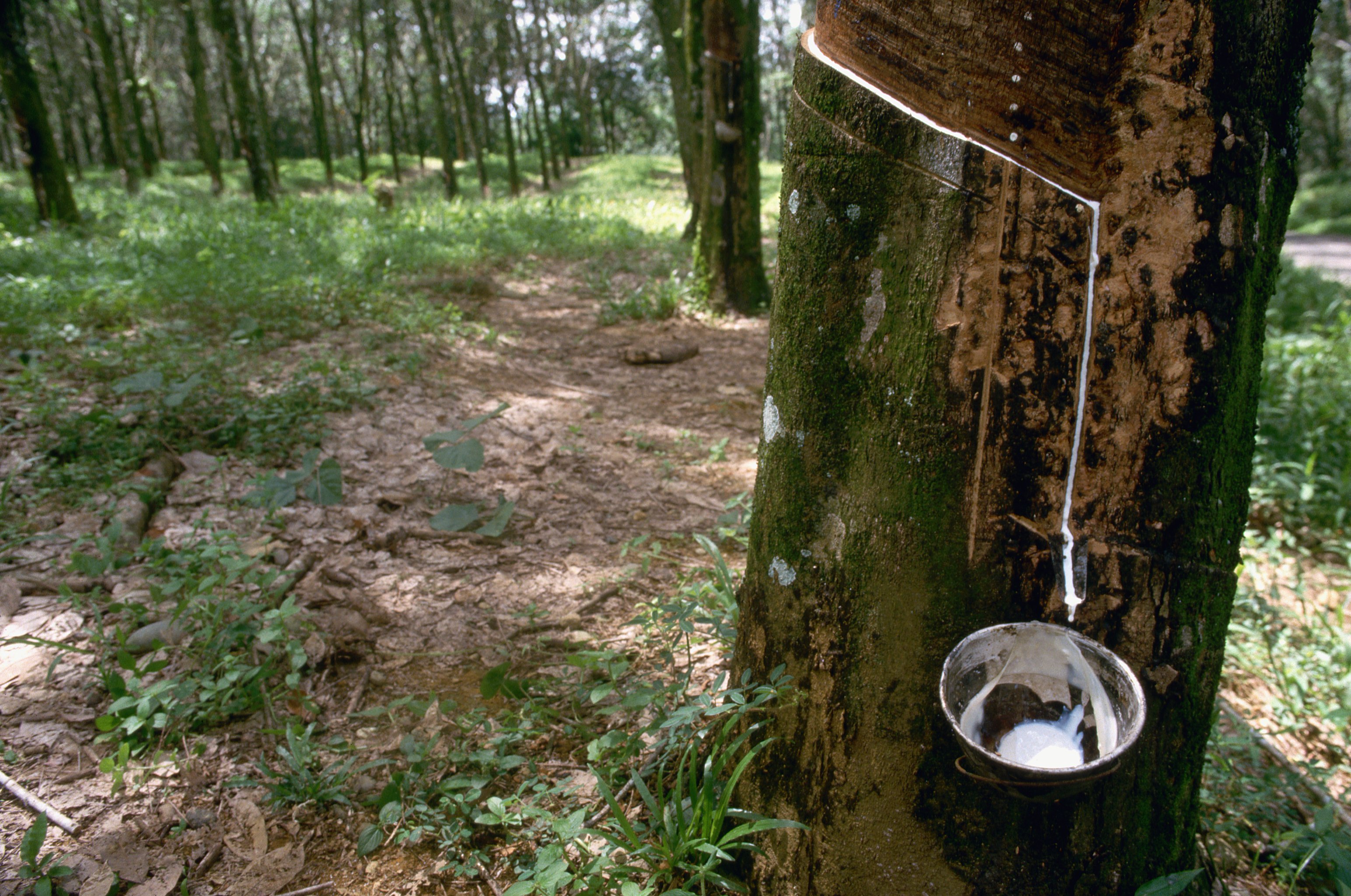 European rubber imports are driving the destruction of African forests