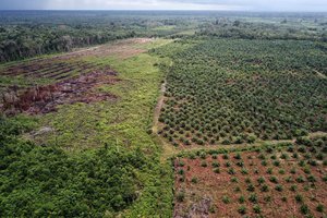 GettyImages-926966334-INDONESIA-FOREST-PALM-OIL.jpg