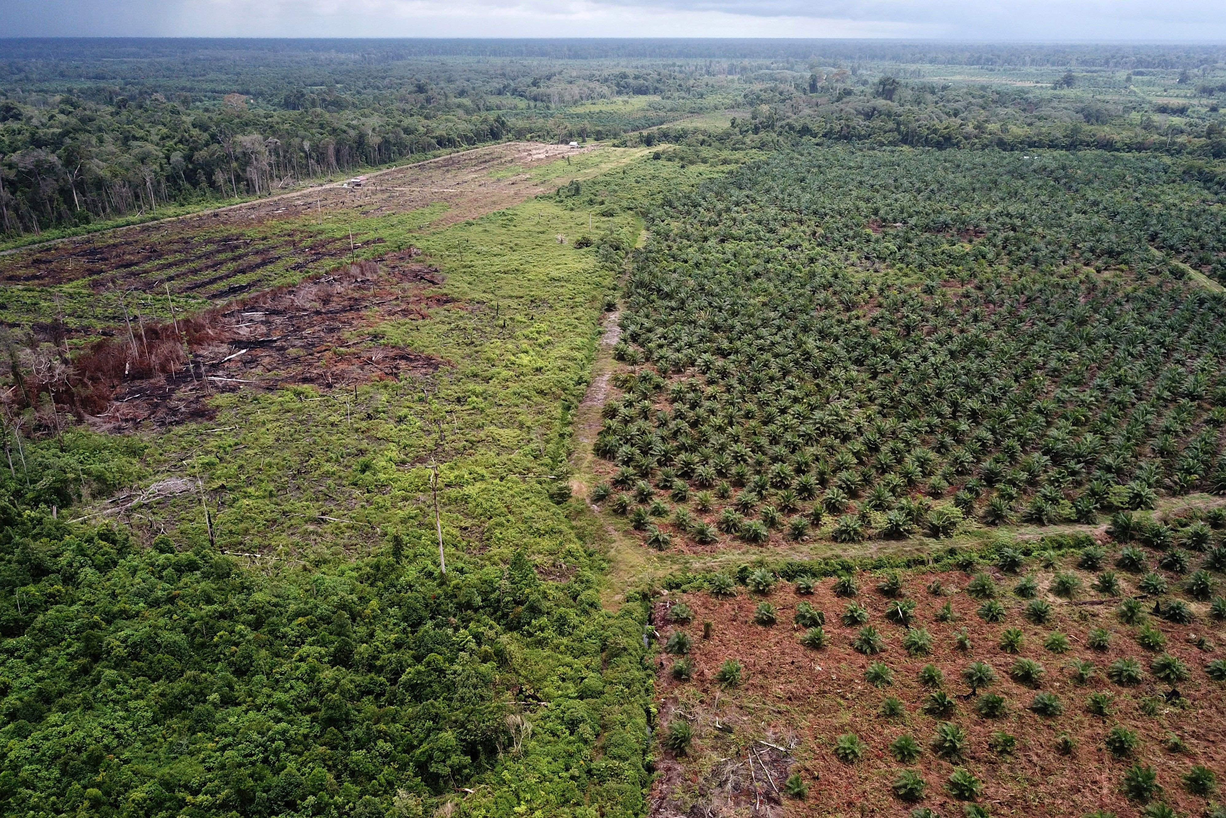 COFCO: Chinese soy trader's progress on traceability in Brazil is