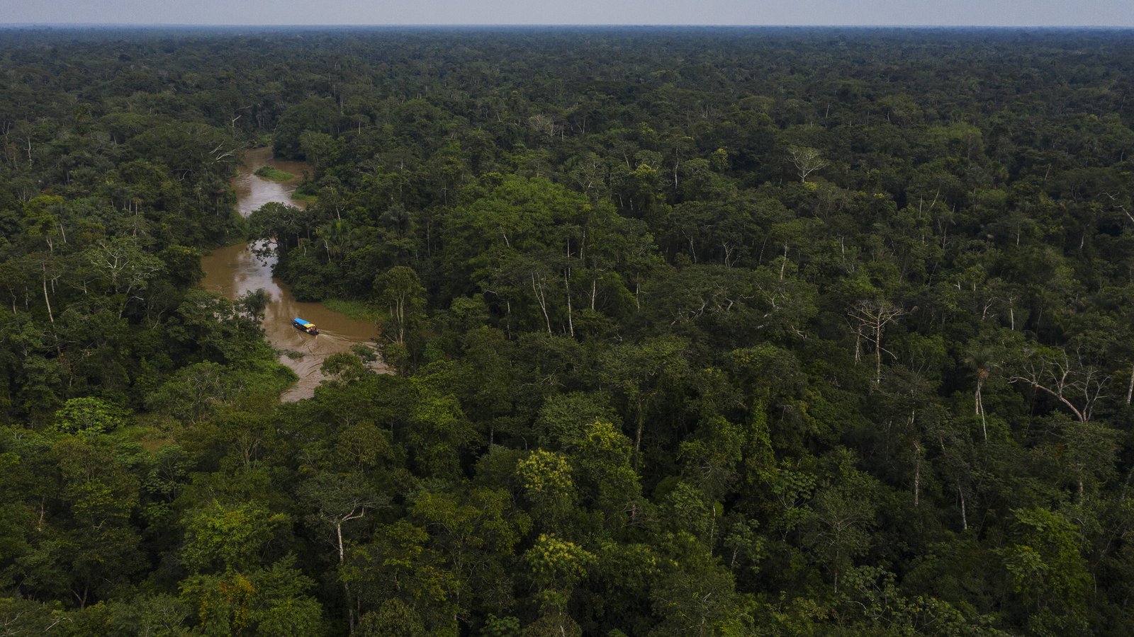 Intact forest in Brazil.JPG
