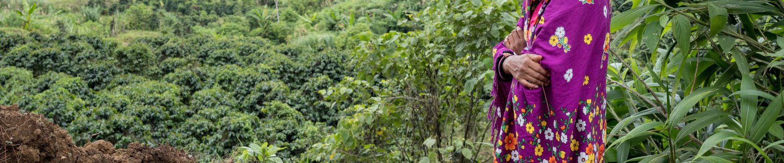 Defenders - Mirivic Danyan overlooking the coffee plantations