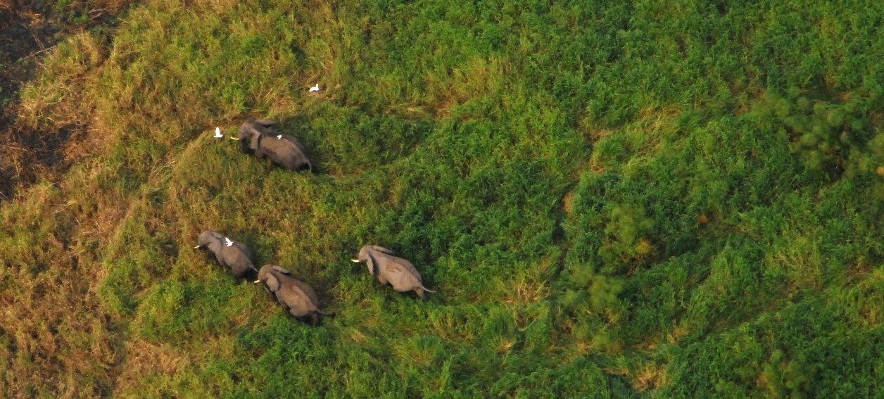 Elephants in Upemba National Park, DRC