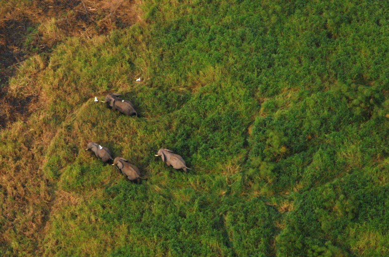 DR Congo: The dam that threatens one of Africa's oldest national parks - Vimarsana News