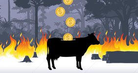 Beef, Banks and the Brazilian Amazon listing image