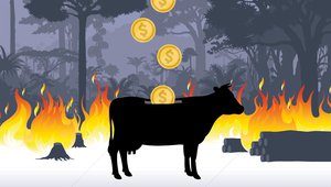 Beef, Banks and the Brazilian Amazon listing image