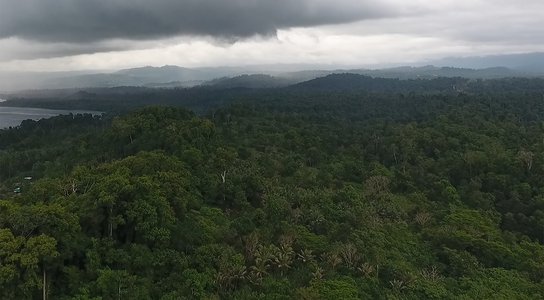 Drone footage shows rainforests in the Pomio District of East New Britain Province, Papua New Guinea slated to be cleared for oil palm.