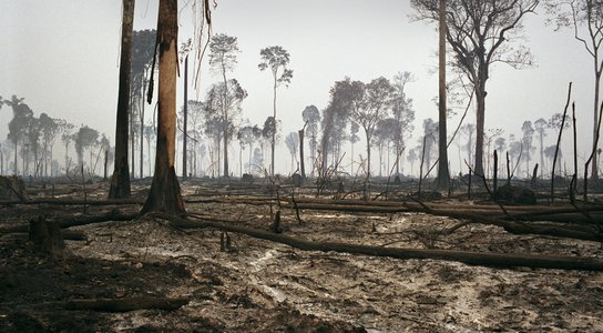 Deforestation Brazil