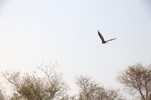 Paraguay Bird flying.jpg