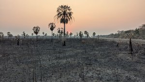 Paraguay Deforestation Covershot.jpg