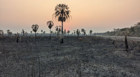 Paraguay Deforestation Covershot.jpg