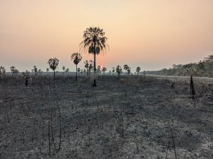 Paraguay Deforestation Covershot.jpg