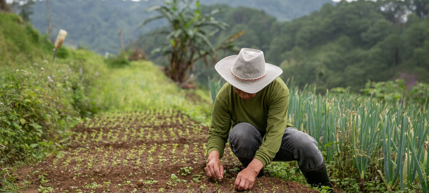 Philippines farms loss and damage.jpg