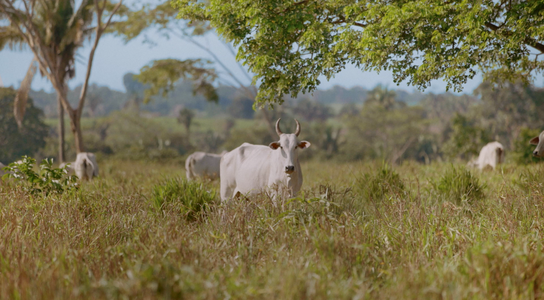 Landless film still - Cattle in Pará