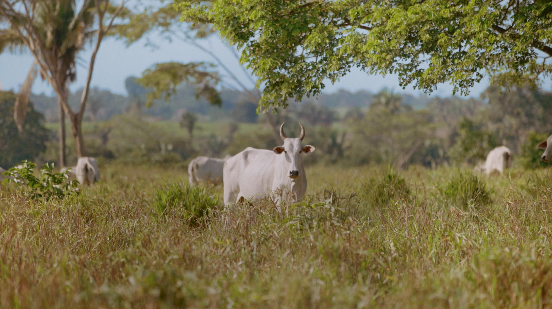 A terrible trade-off: burger today, rainforest gone tomorrow? - Vimarsana News
