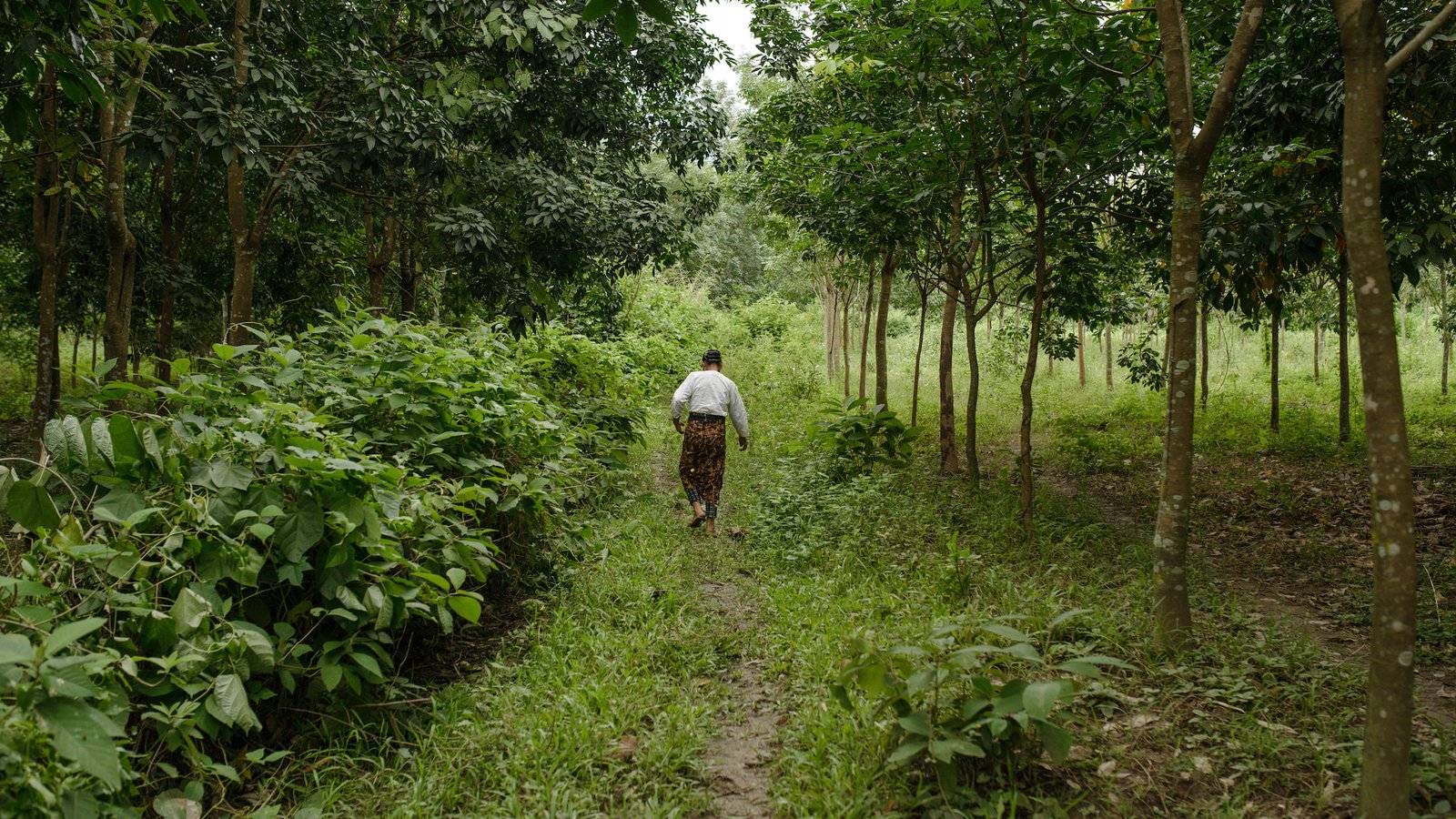 Woman walking through rubber plantation Shan state Myanmar