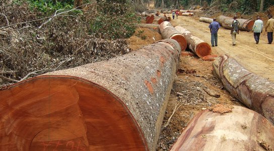 Logging in DRC