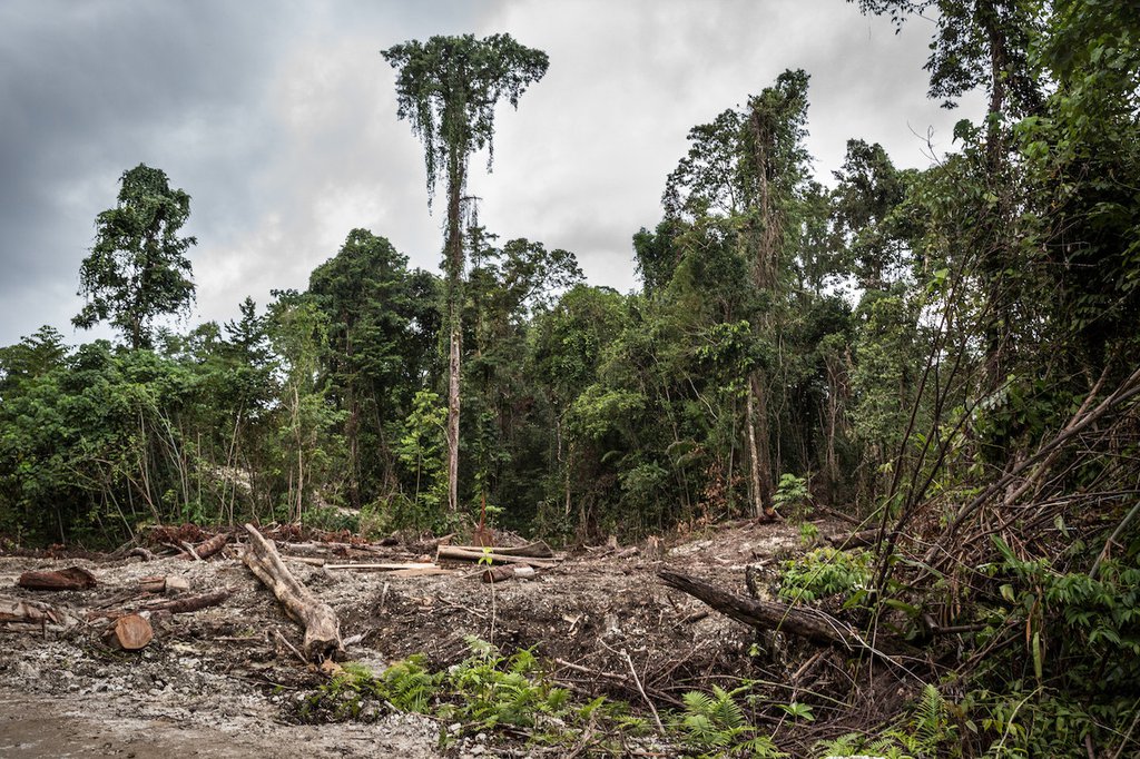 If the EU is committed to tackling deforestation, it should not let ...