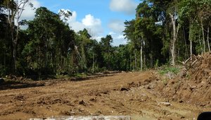 Logging in East Sepik Province, PNG